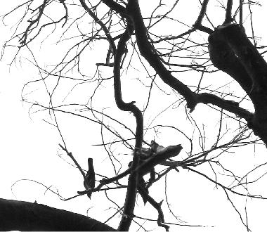 Symphony of Nature