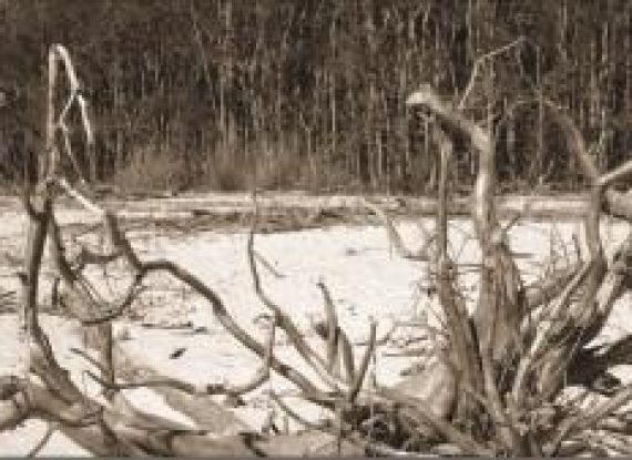 Sundarbans: Sounds of Silence